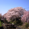 川越氷川神社付近のさくら 2018 (10)