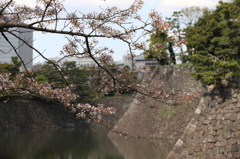 皇居の堀と桜