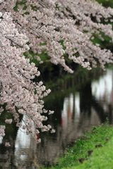 新河岸川の桜2017 (8)