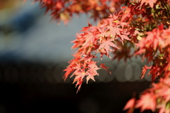 高尾山の紅葉