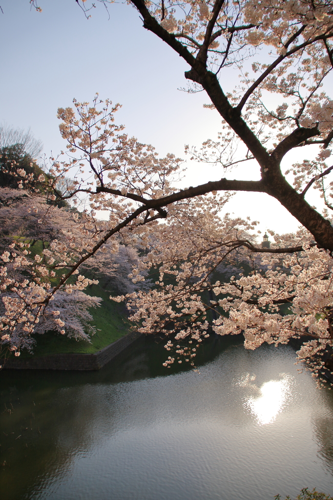 千鳥ヶ淵の桜(2)