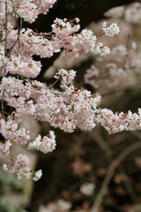 上野恩賜公園の桜 in 2017　その9