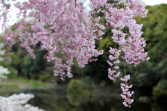 道潅池の枝垂れ桜