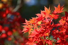 高尾山の紅葉 2014(7) 