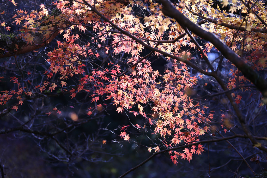 花貫渓谷の紅葉