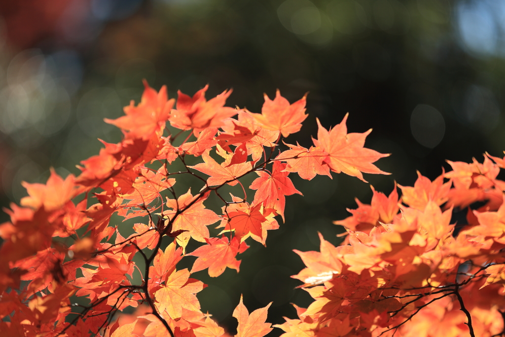 高尾山の紅葉　2017(10)