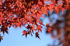 高尾山の紅葉