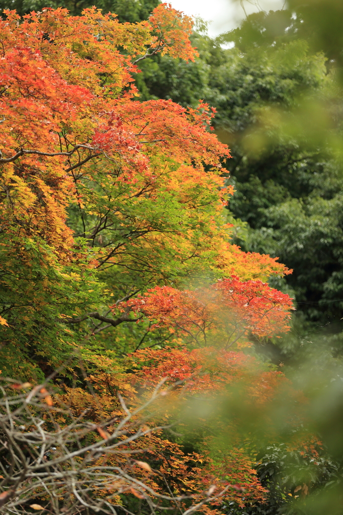 高尾山の紅葉 2015(1)