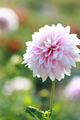 白い花火のように