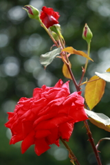 薔薇の季節 2018(2)