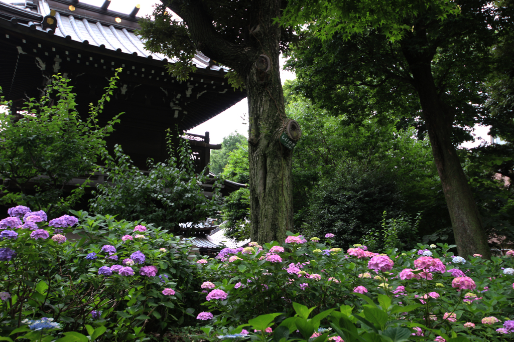 白山神社の紫陽花（13）