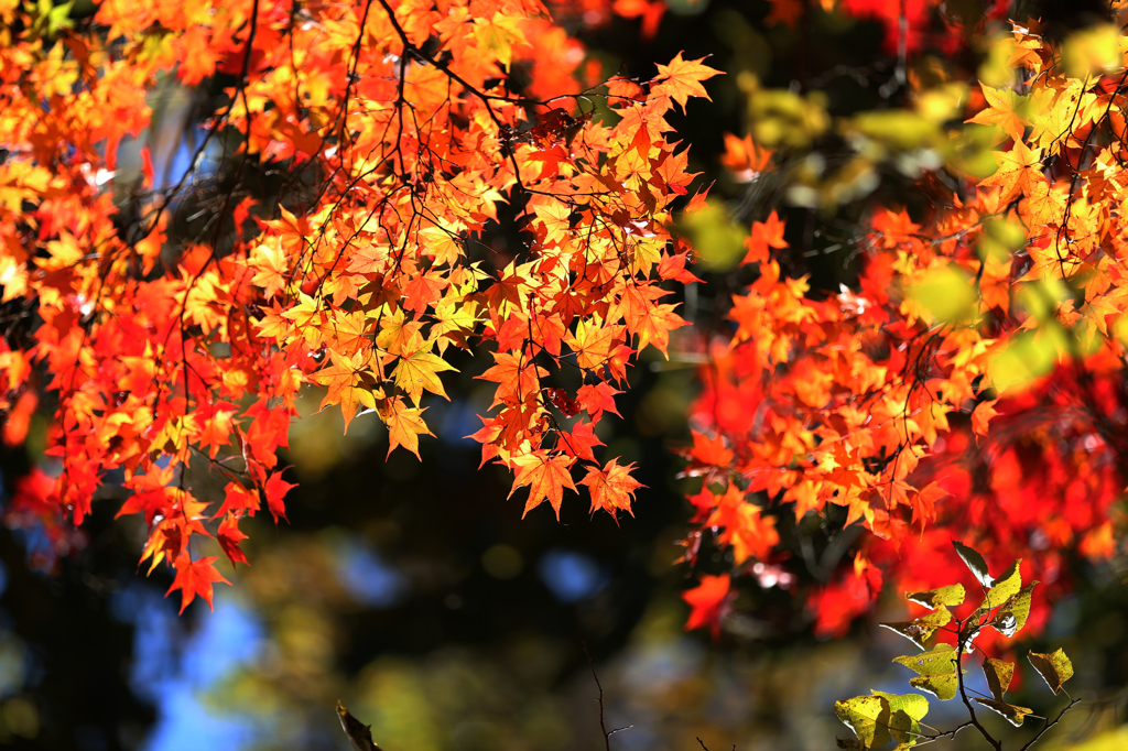 長瀞の紅葉2014(4)