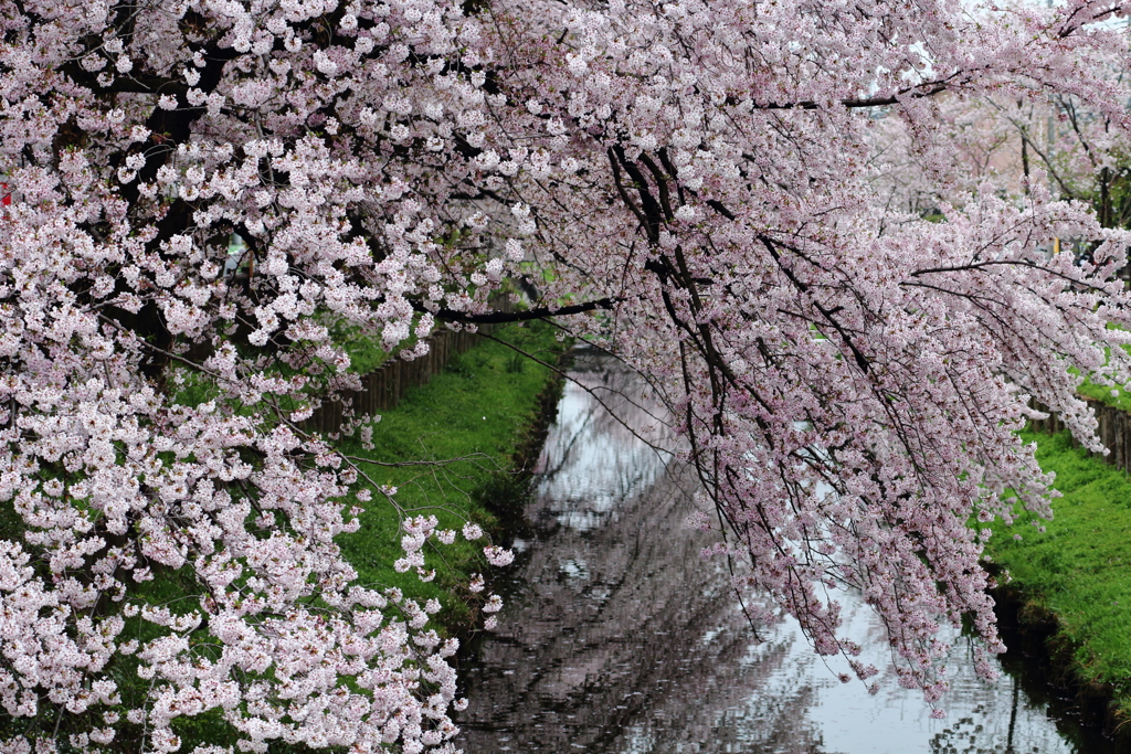 新河岸川の桜2017 (6)