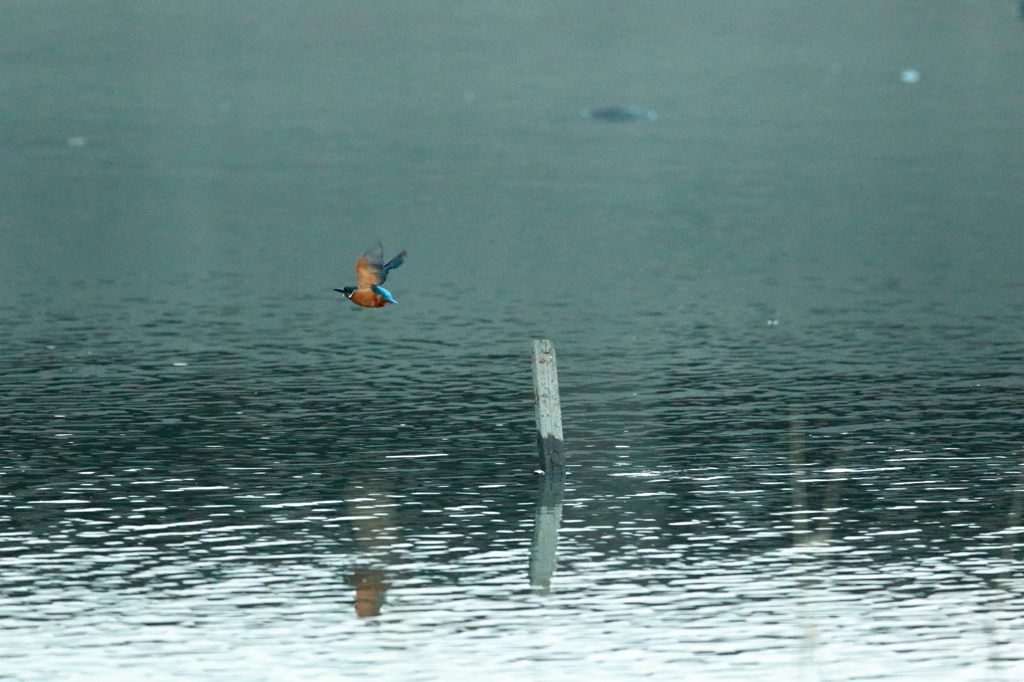 3月のカワセミ（7）