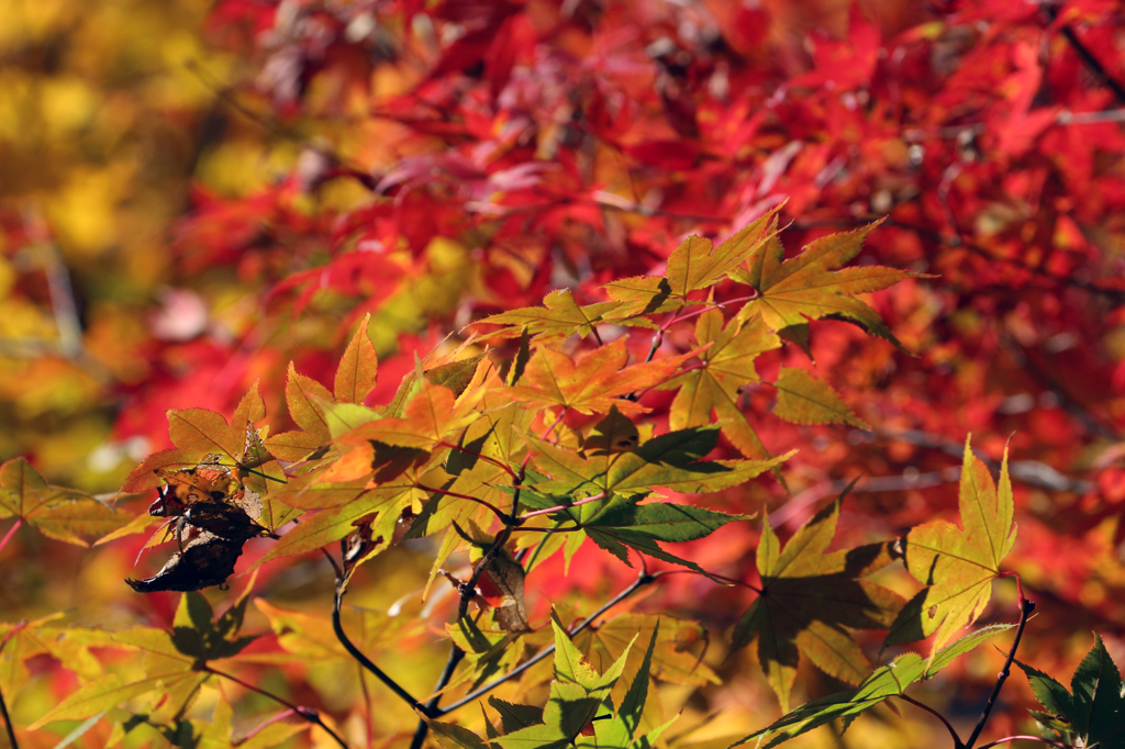 花貫渓谷の紅葉