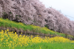 桜と菜の花