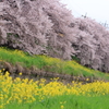 桜と菜の花