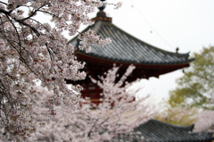 喜多院の桜