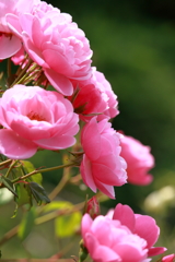 薔薇の季節 2018(7)