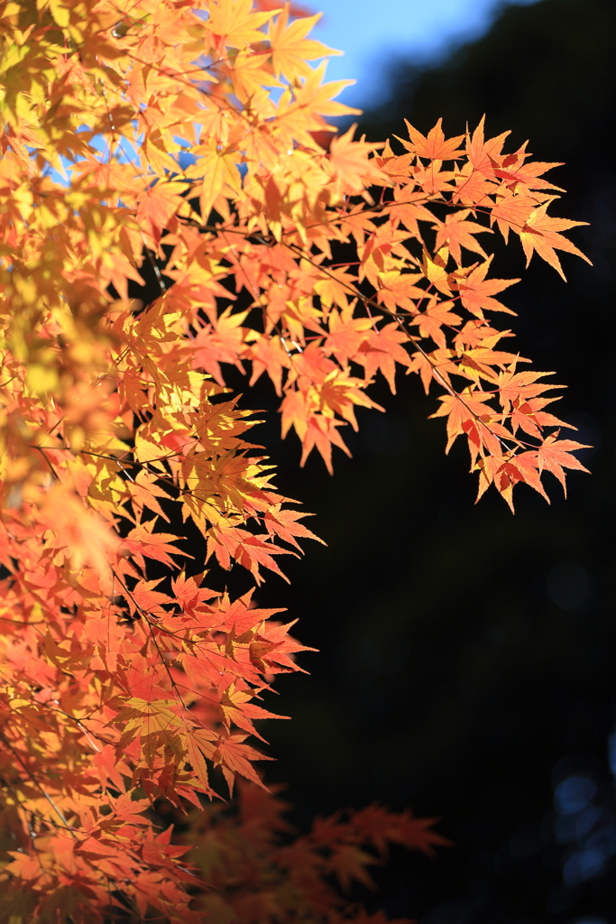 高尾山の紅葉　2017(1)