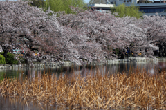 上野不忍池の桜(3)