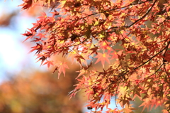 高尾山の紅葉