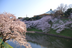 千鳥ヶ淵の桜(3)