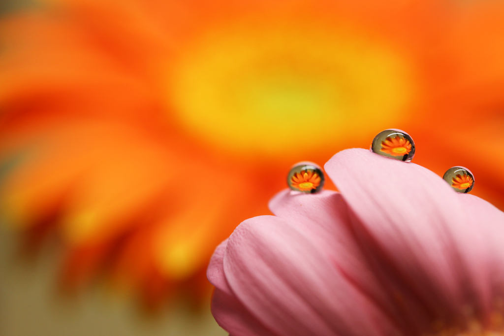 花としずく(6)