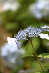 紫陽花 2017 相模原北公園(10)