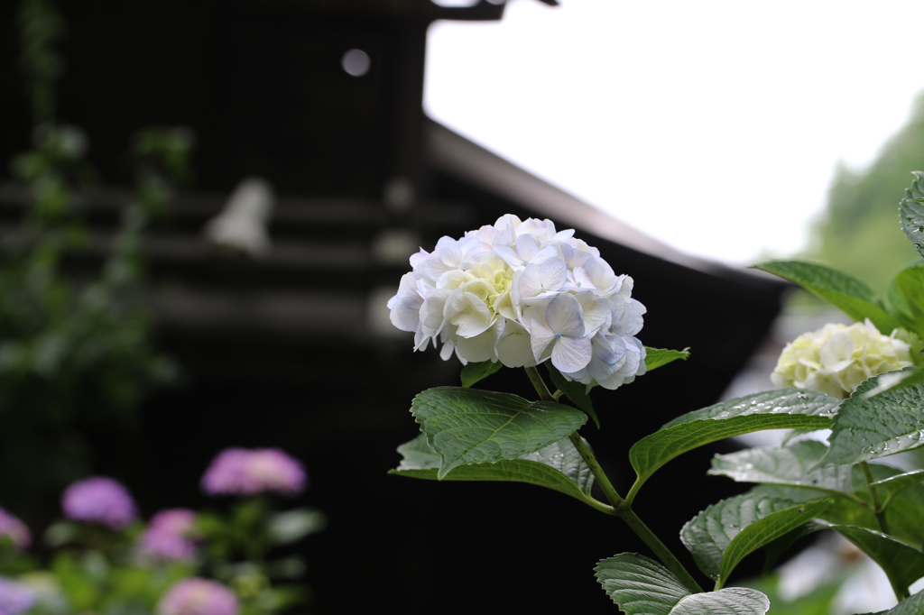 白山神社の紫陽花（12）
