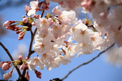 上野恩賜公園の桜(7)