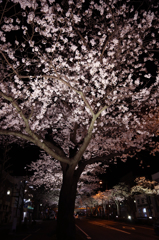 夜桜(2)