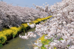 新河岸川の桜並木(3)