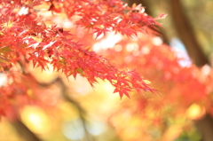 高尾山の紅葉