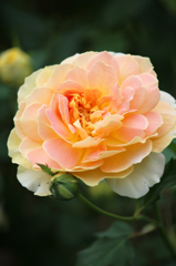 薔薇
