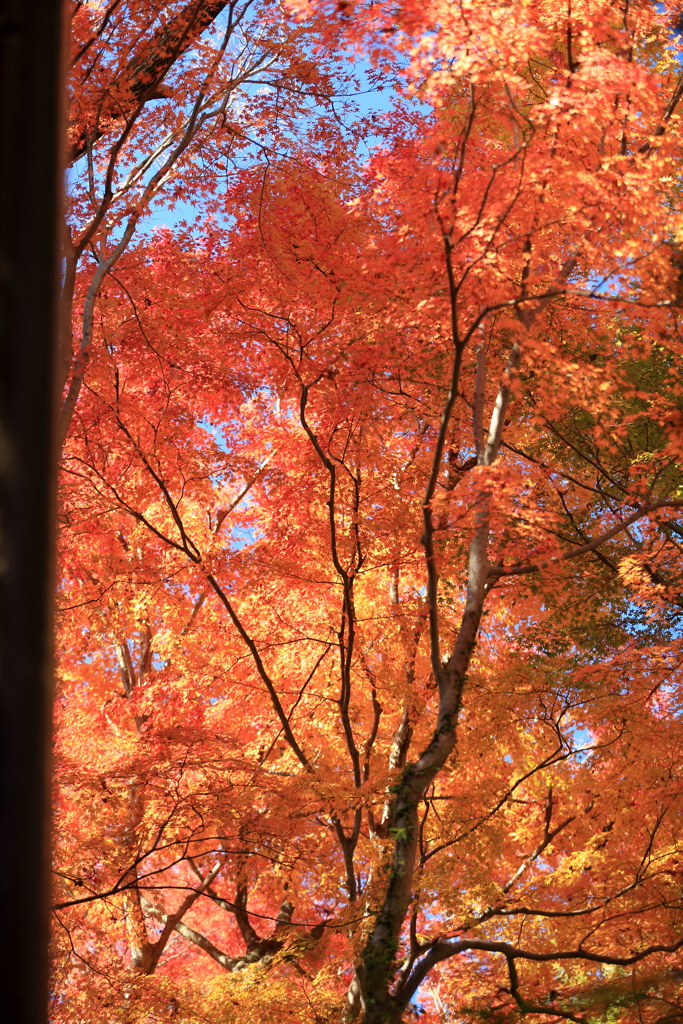 高尾山の紅葉　2017(15)