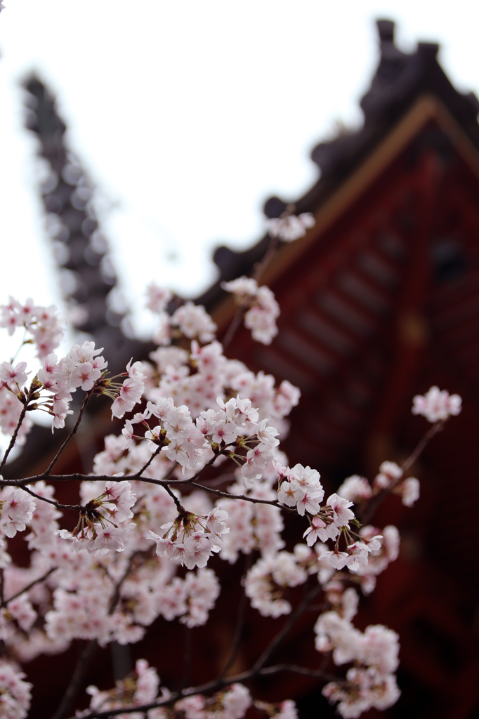 喜多院の桜