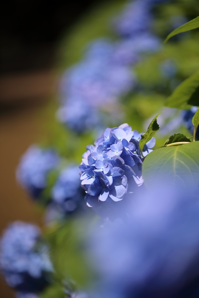 紫陽花 2016　２　あなただけ
