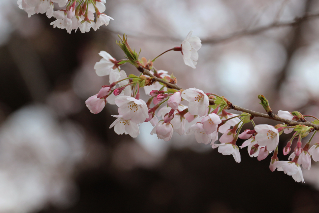 上野恩賜公園の桜 in 2017　その7
