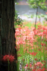 巾着田の曼珠沙華(3)