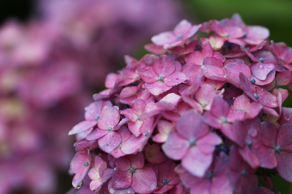 紫陽花(3)