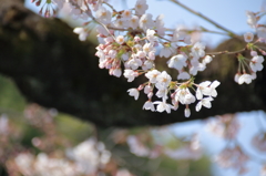 上野恩賜公園の桜(5)