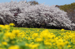 桜と菜の花