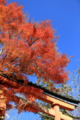 高尾山の紅葉