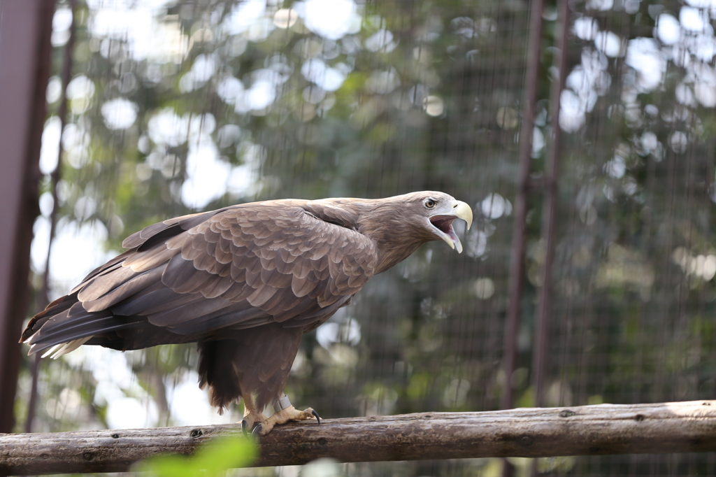 上野動物園　猛禽類