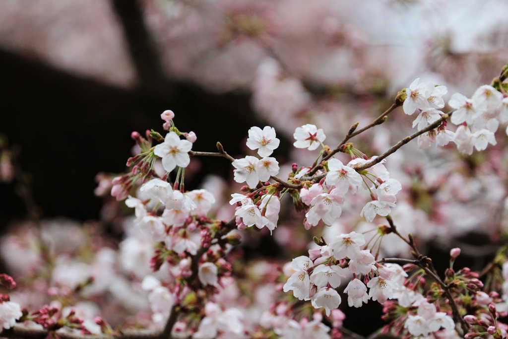 上野恩賜公園の桜 in 2017　その3