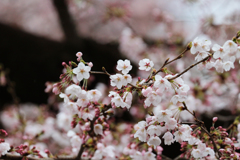 上野恩賜公園の桜 in 2017　その3