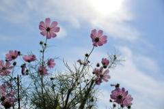 初秋の秋桜 2017 (10)