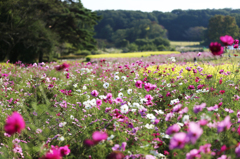 森林公園のコスモス畑(4)