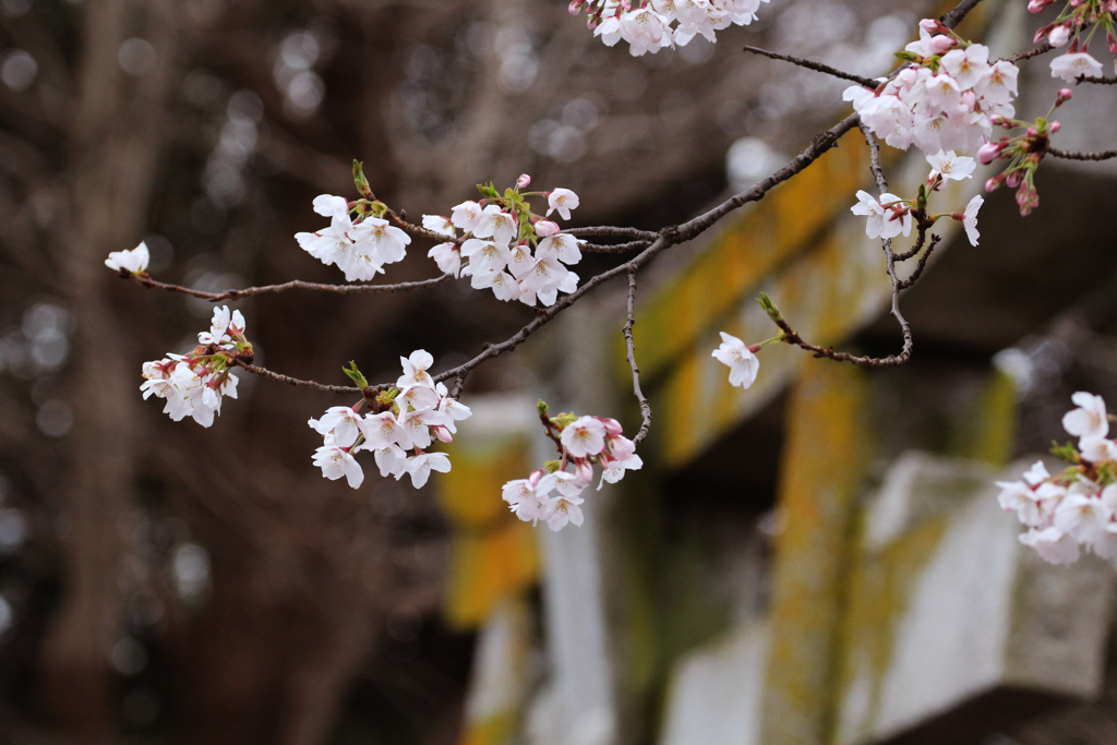 上野恩賜公園の桜 in 2017　その5